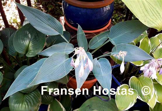 Hosta Scheherazade